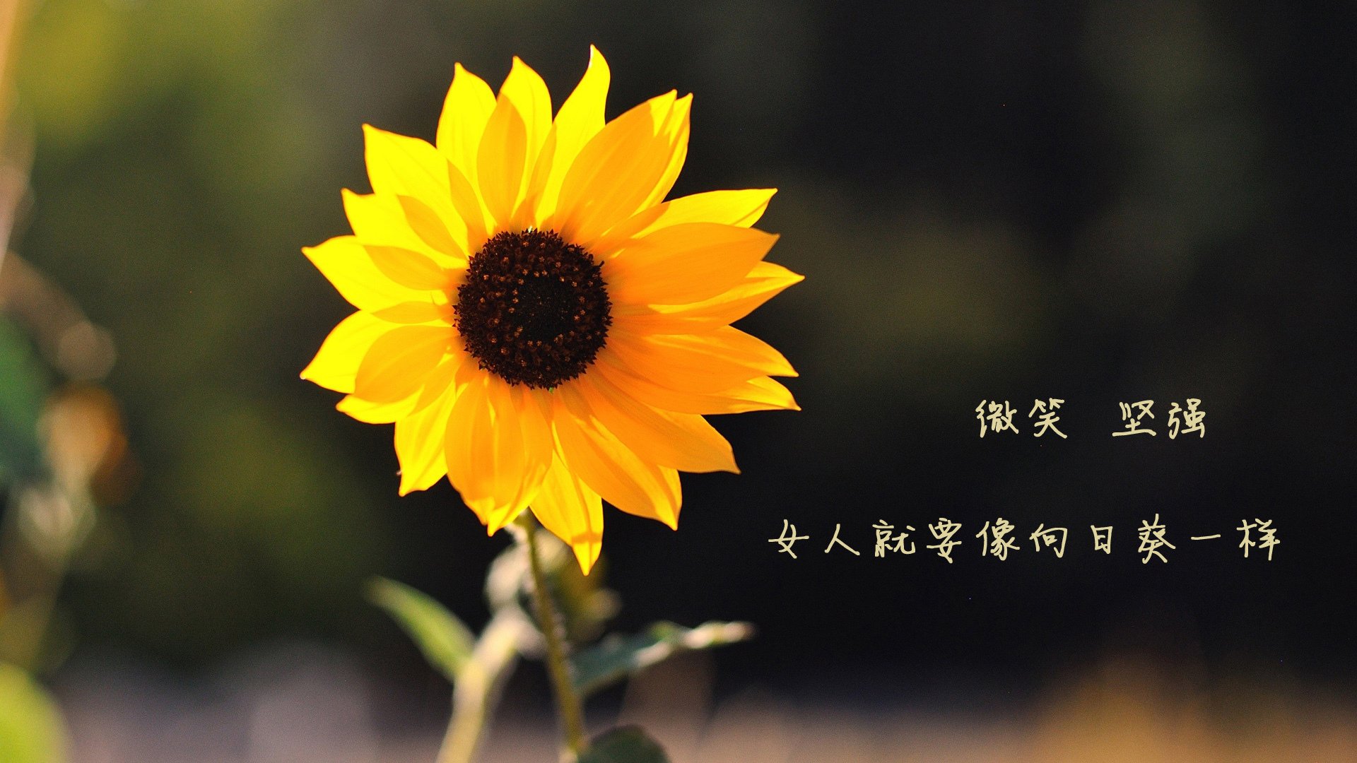 纽约自由人季前赛表现抢眼，纽约自由人队老板